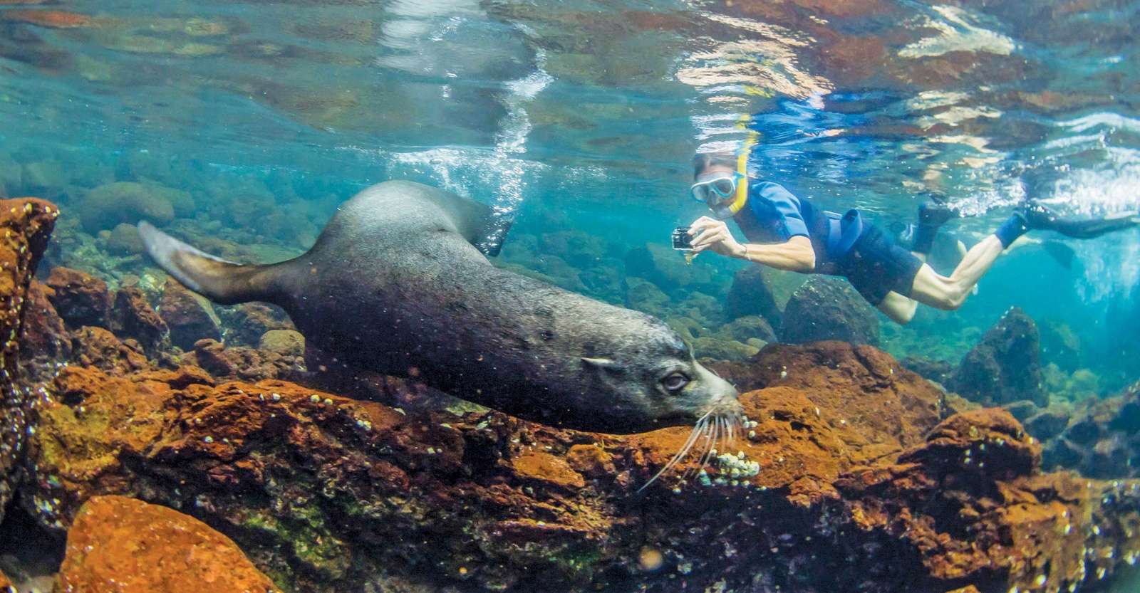 Guest snorkeling with Galapagos sea lion, Floreana Island, Galapagos, Ecuador.